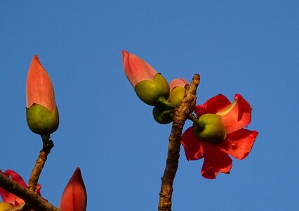 Bombax ceiba cotton tree red silk-cotton photo