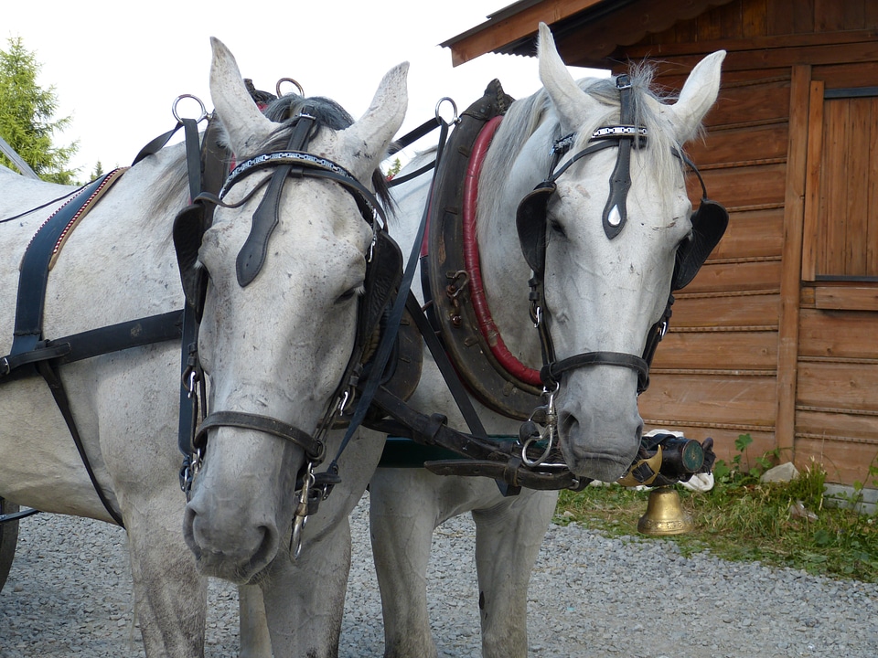 Animals animal horse drawn carriage