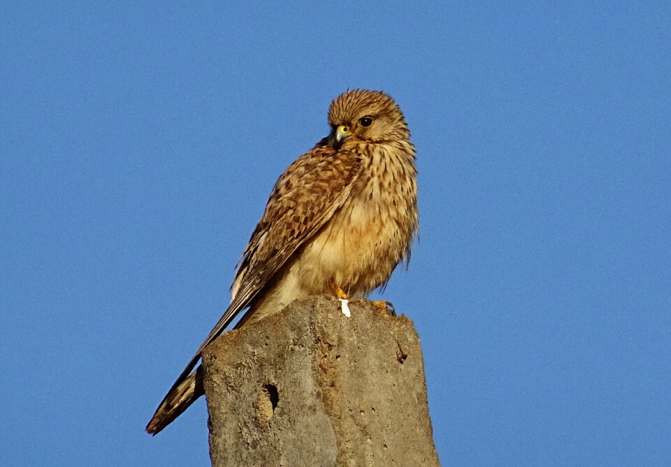 Predator common kestrel female