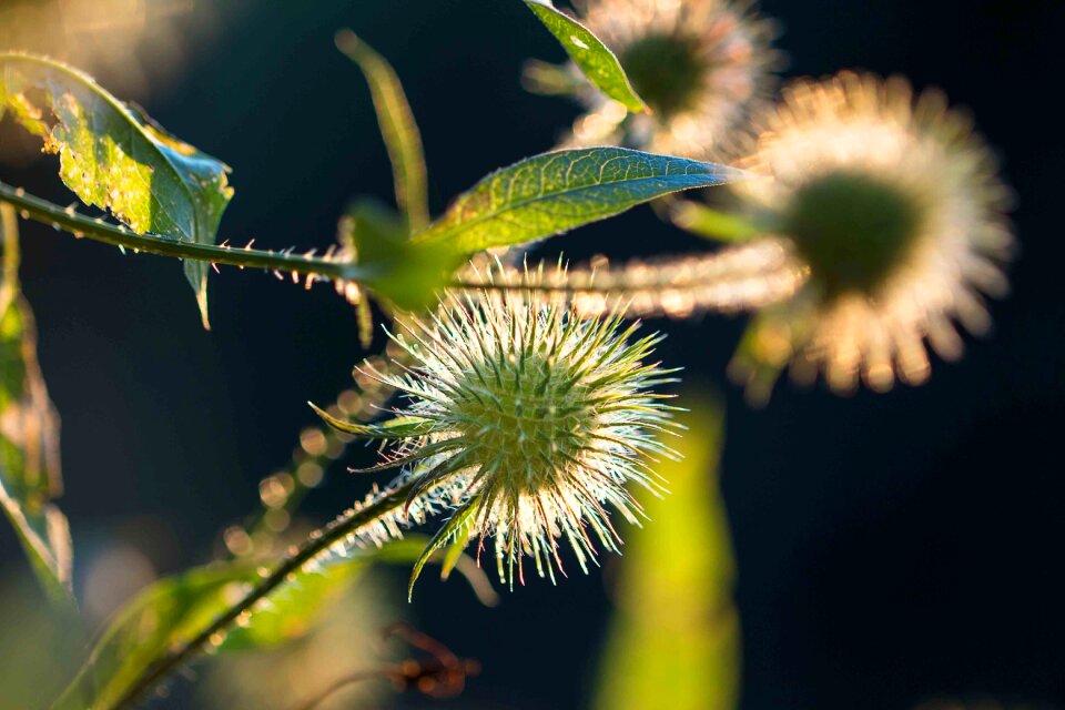 Nature blossom bloom