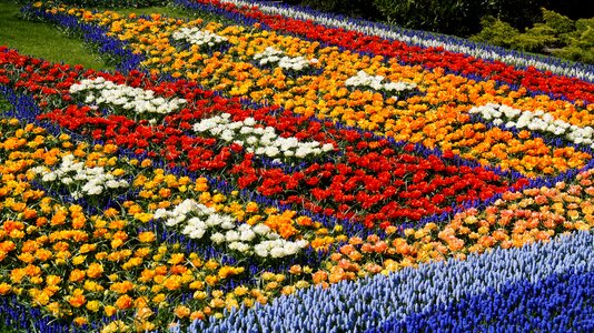 A colorful flower bed in keukenhof holland
