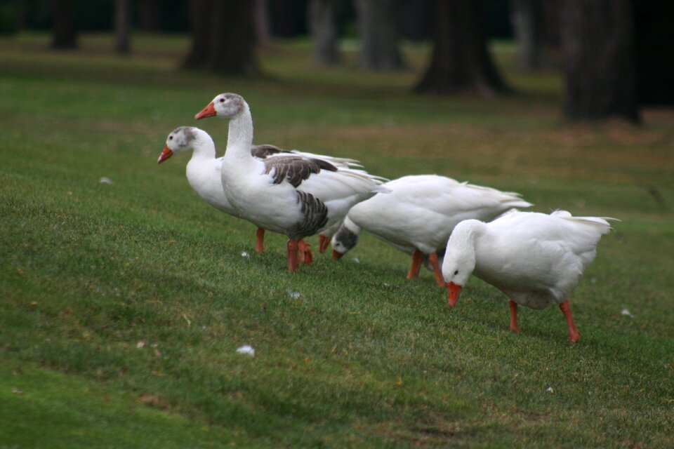 Ducks field nature