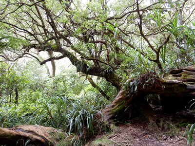 Primary forest hiking reunion island photo