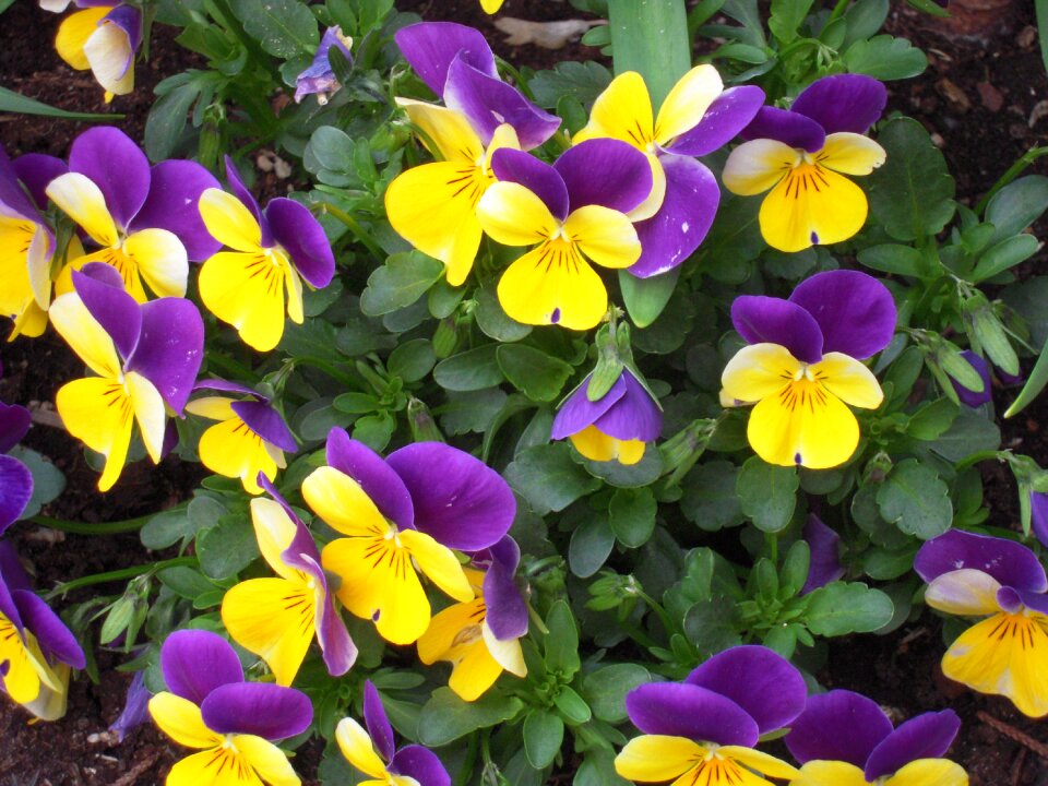 Pansy garden spring