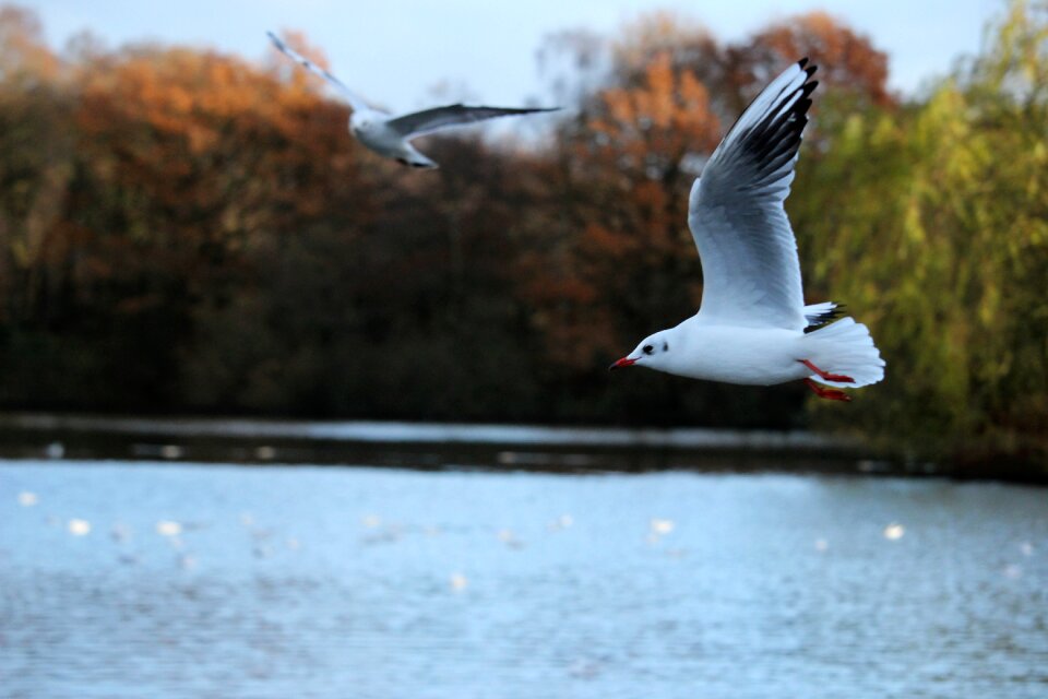 Nature animal motion