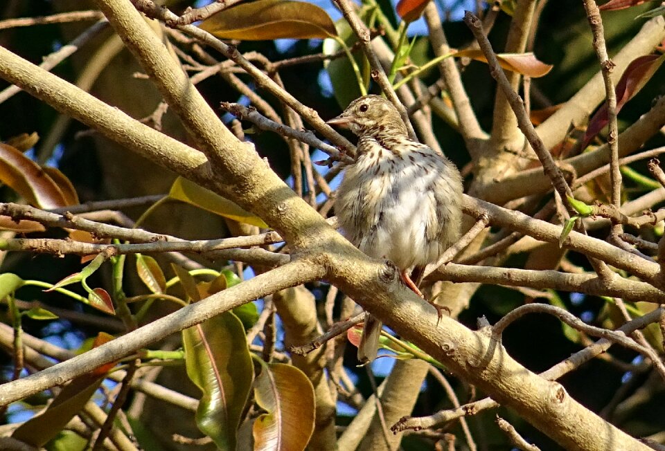 Anthus trivialis passerine wildlife
