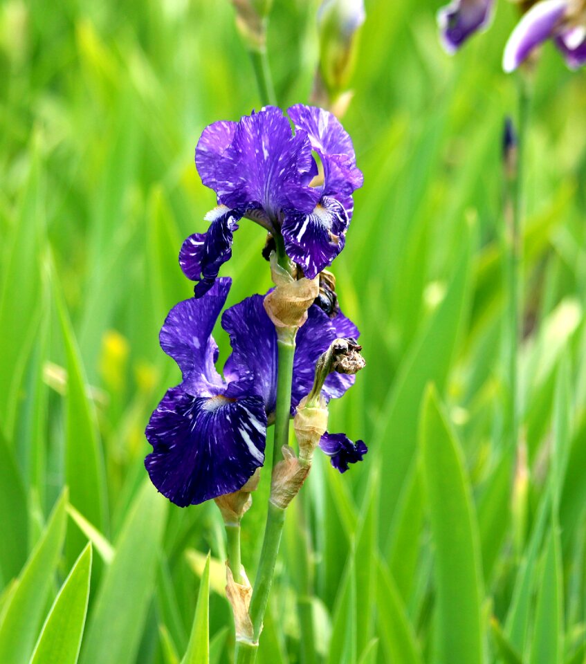 Garden flowers colorful flower photo