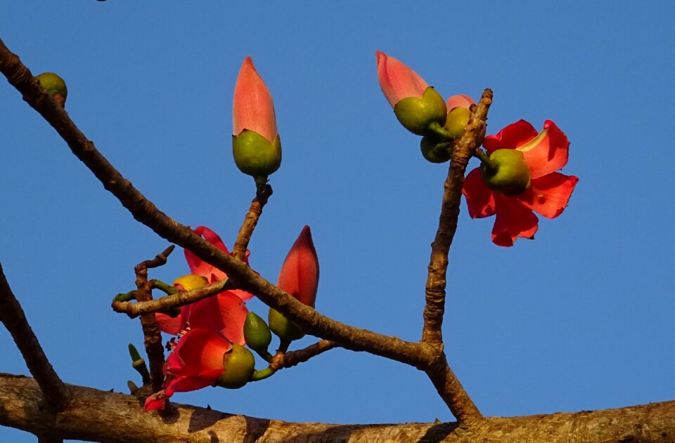 Bombax ceiba cotton tree red silk-cotton