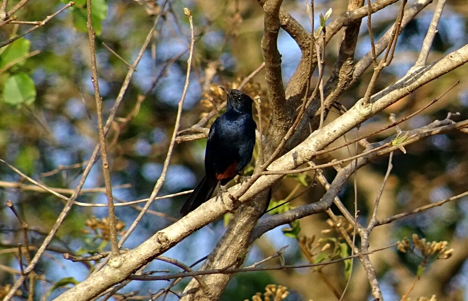Male copsychus fulicatus muscicapidae