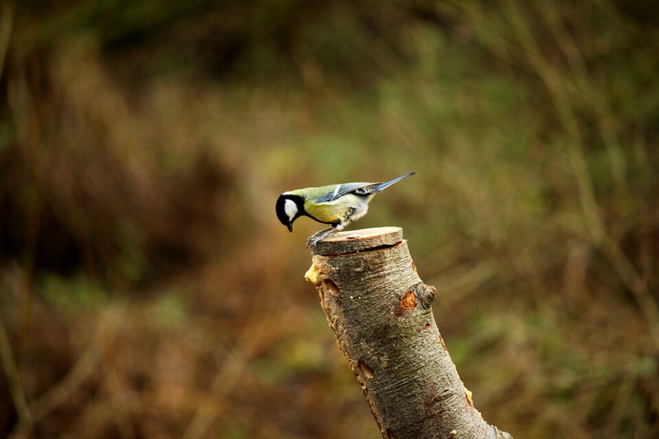 Nature wildlife park