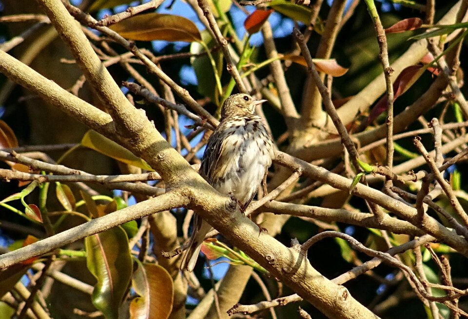 Anthus trivialis passerine wildlife