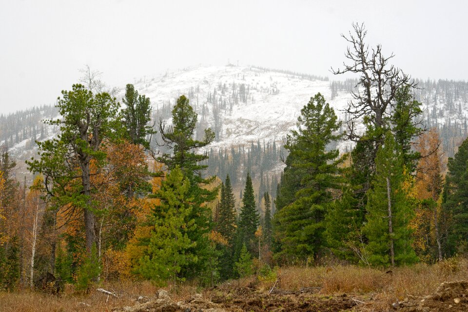 Day nature trees