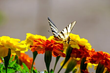 Marigold butterfly colors
