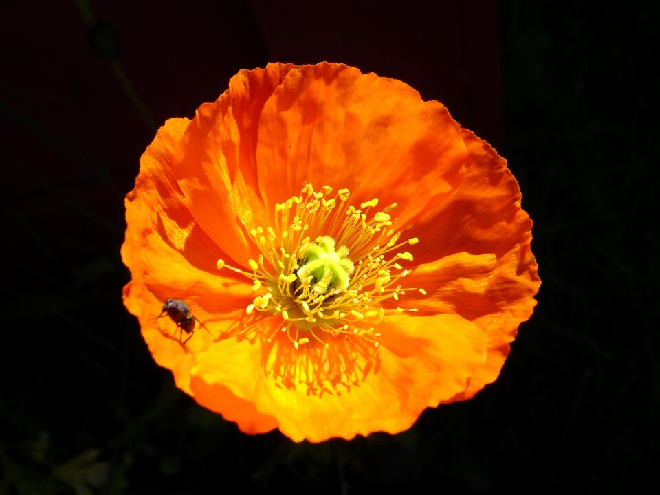 Flue insect summer