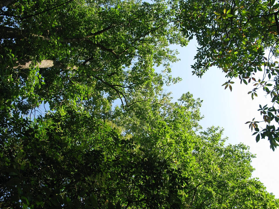 Blue sky looking up upwards