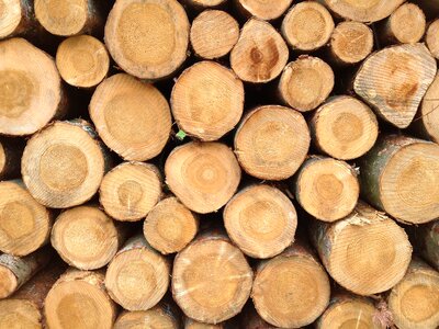 Burn woodpile wood