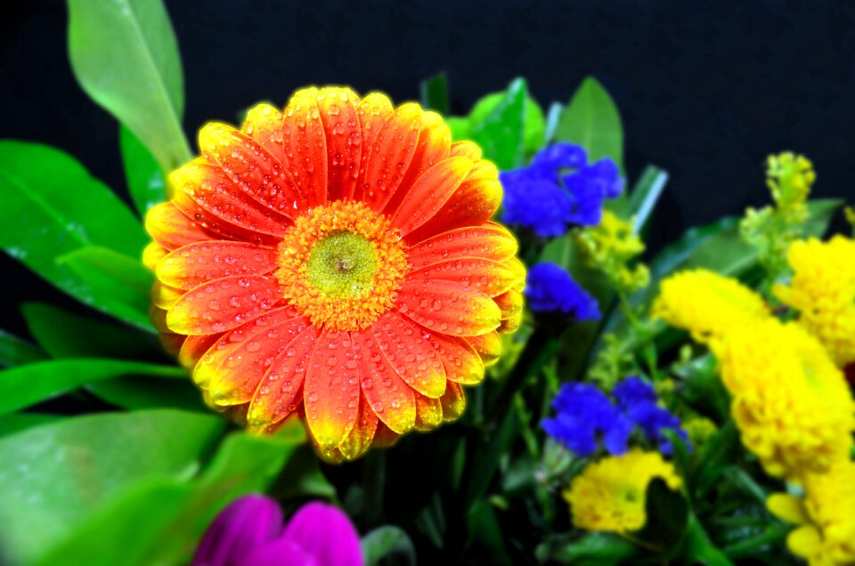 Bouquet bunch bloom