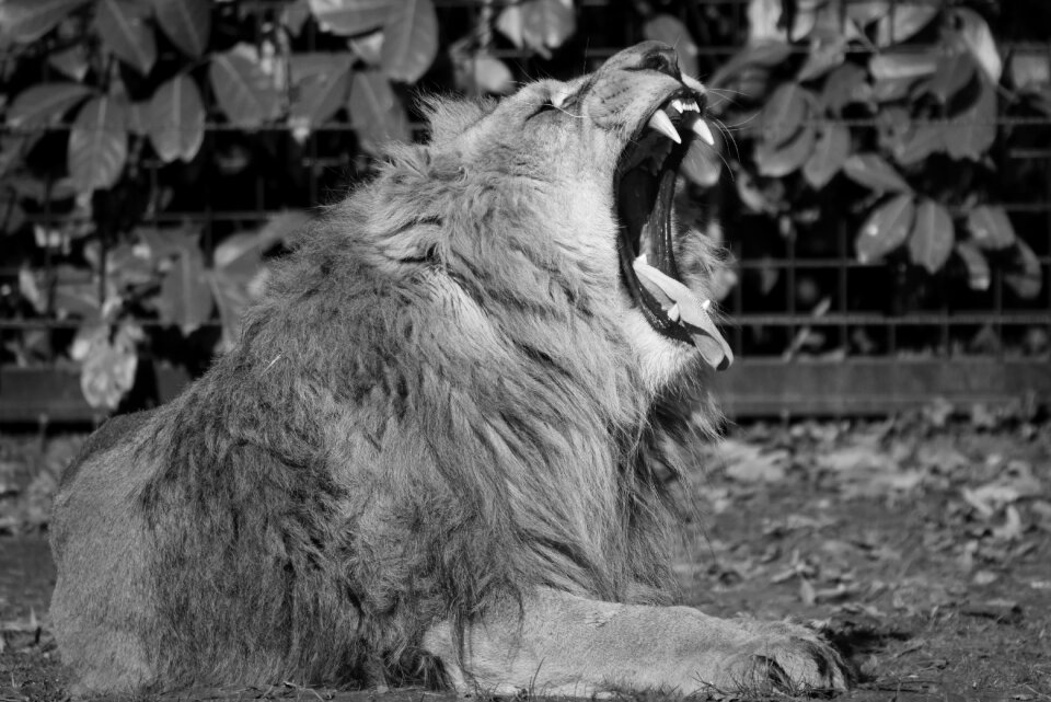 Predator feline nature