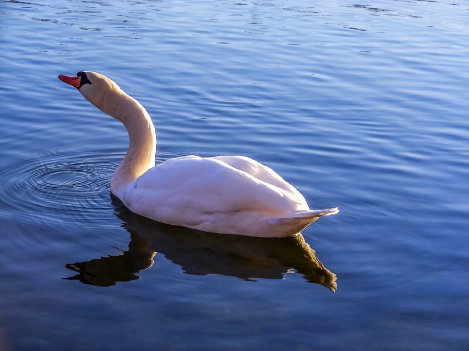 Nature waters bird