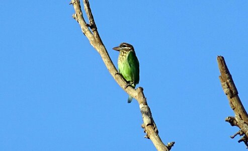 Small green barbet psilopogon viridis western ghats