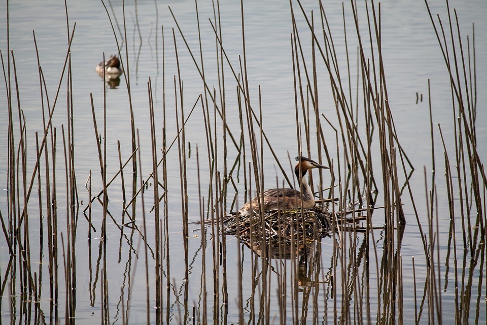 Water bird reed hidden