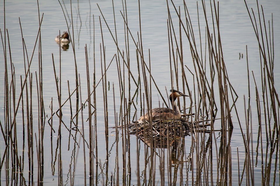 Water bird reed hidden photo