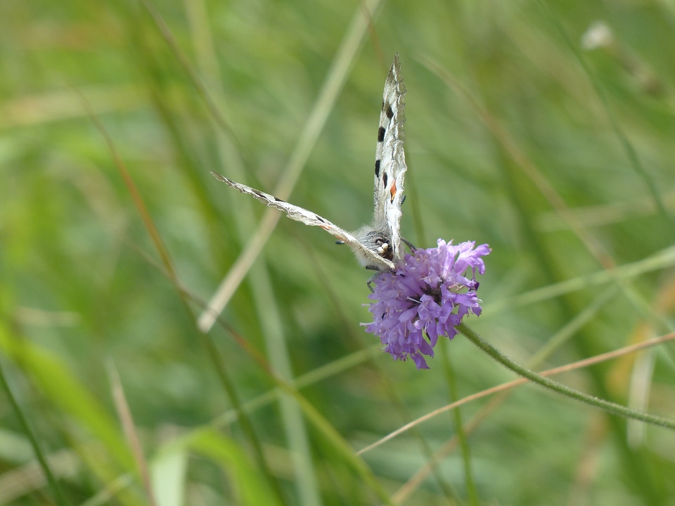 Parnassius apollo threatened strictly protected