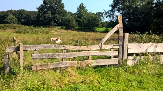 Green summer landscape