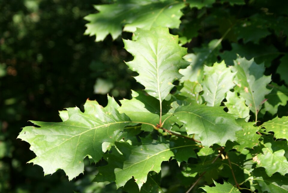 Tree nature