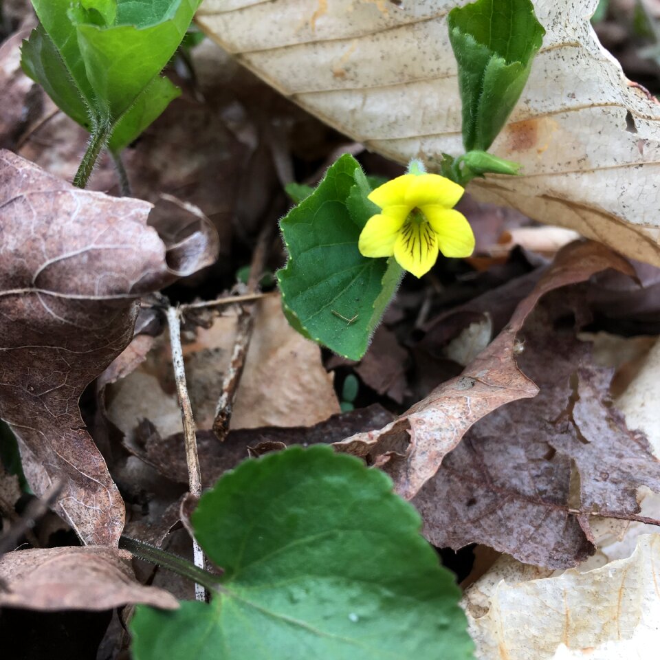 Spring flower flower in woods