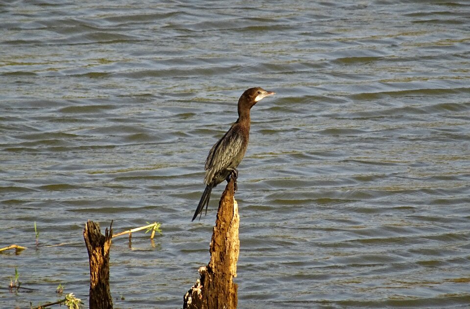 Nature wildlife avian