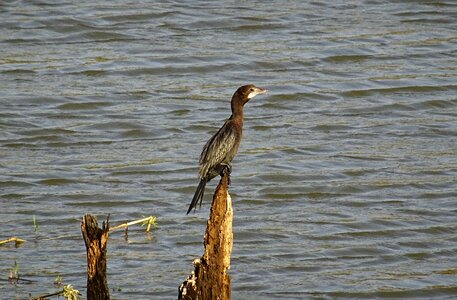 Nature wildlife avian photo