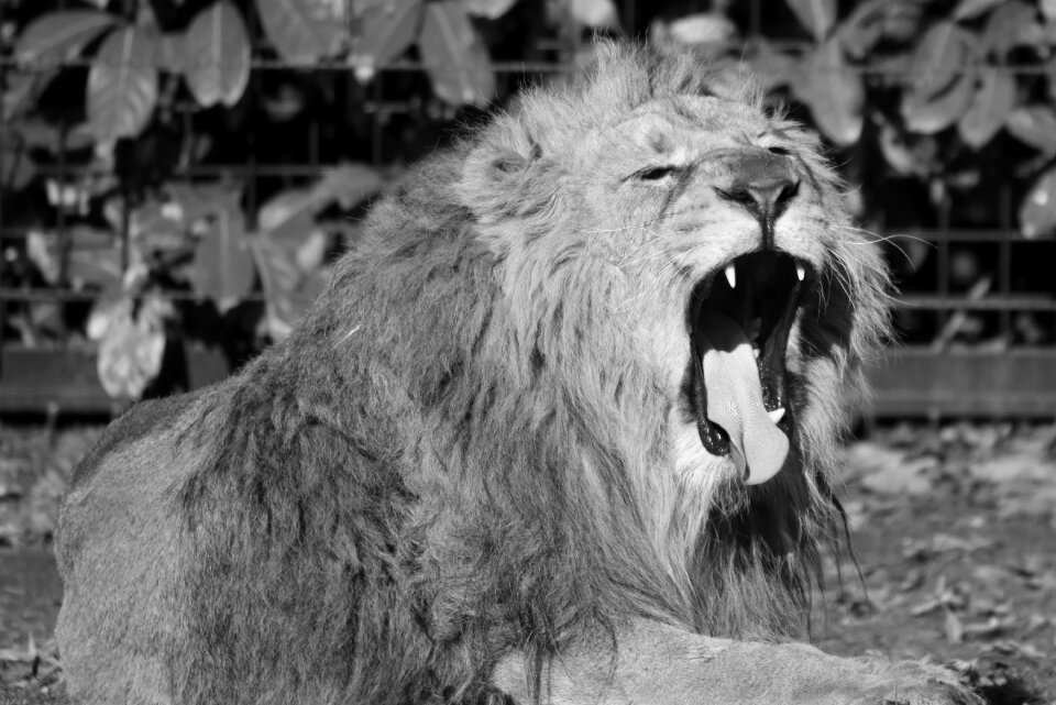 Predator feline nature