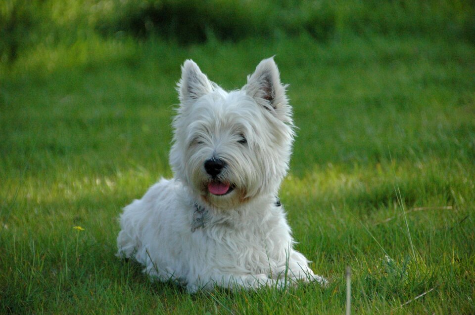 Dog west highland terrier westie