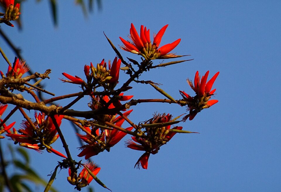Lenten tree tiger claw erythrina variegata