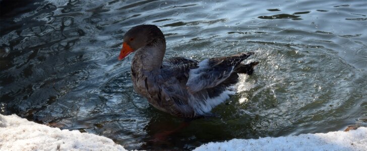 Goose water Free photos
