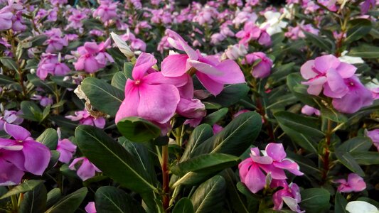 Nature pink shrubs flowers photo