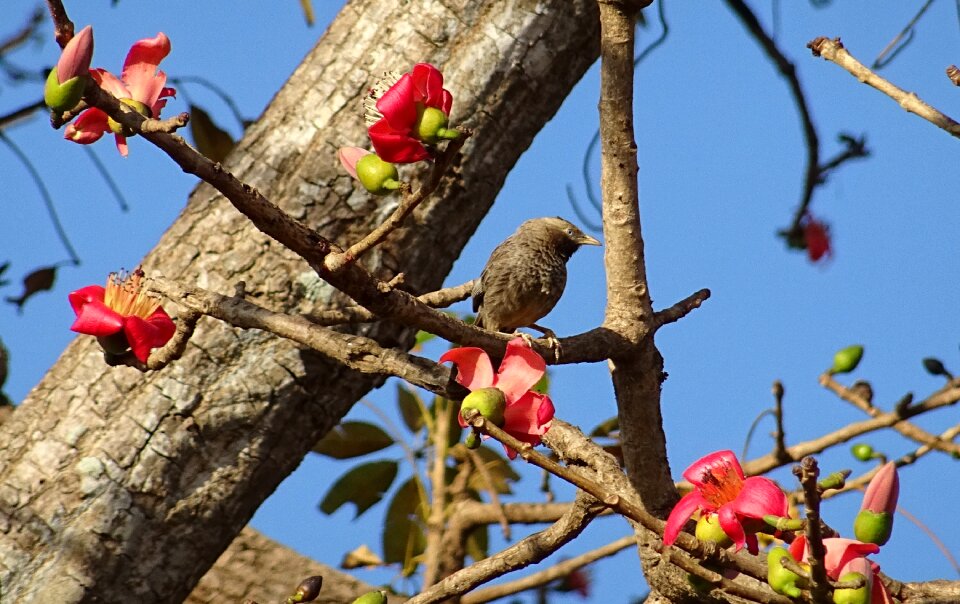 Argya striata leiothrichidae yellow-billed