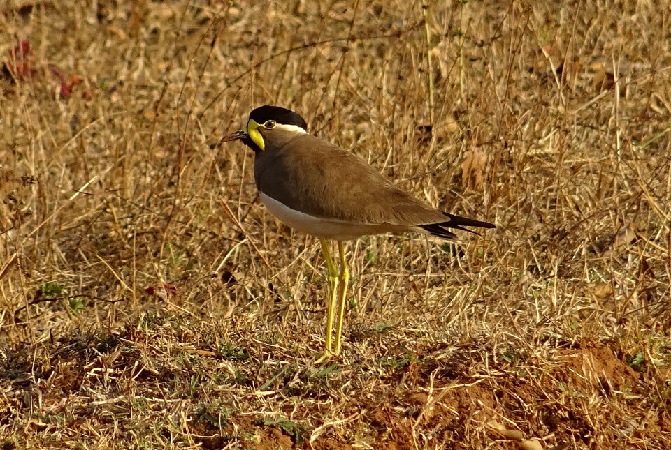 Lapwing wildlife avian photo