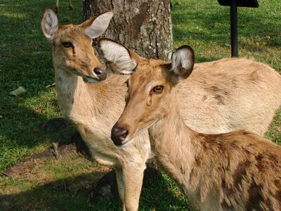 Deer wild animal closeup photo