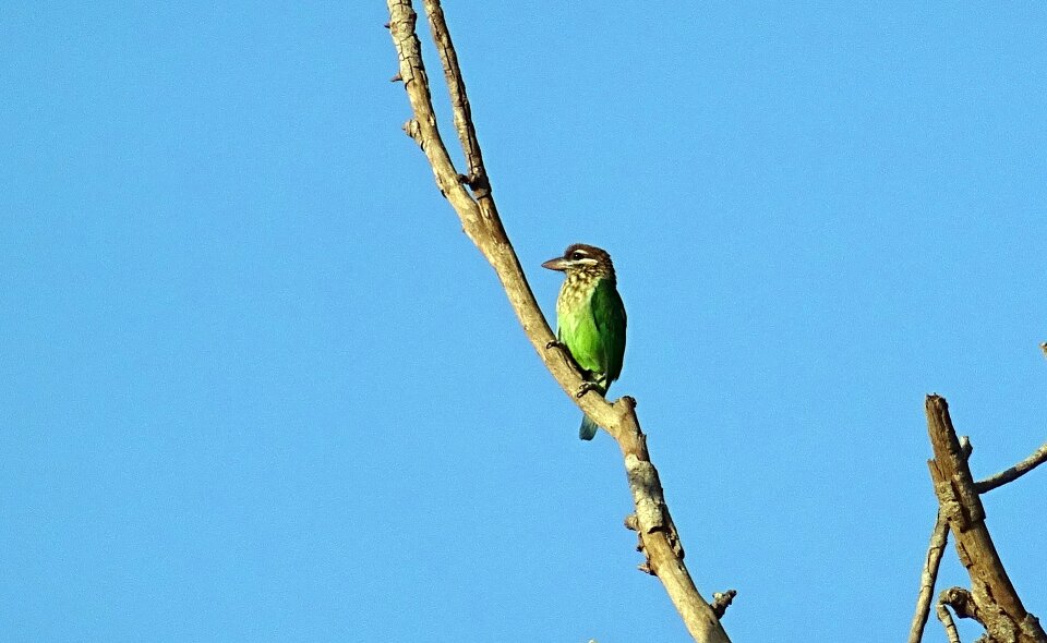 Small green barbet psilopogon viridis western ghats