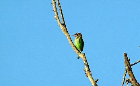 Small green barbet psilopogon viridis western ghats