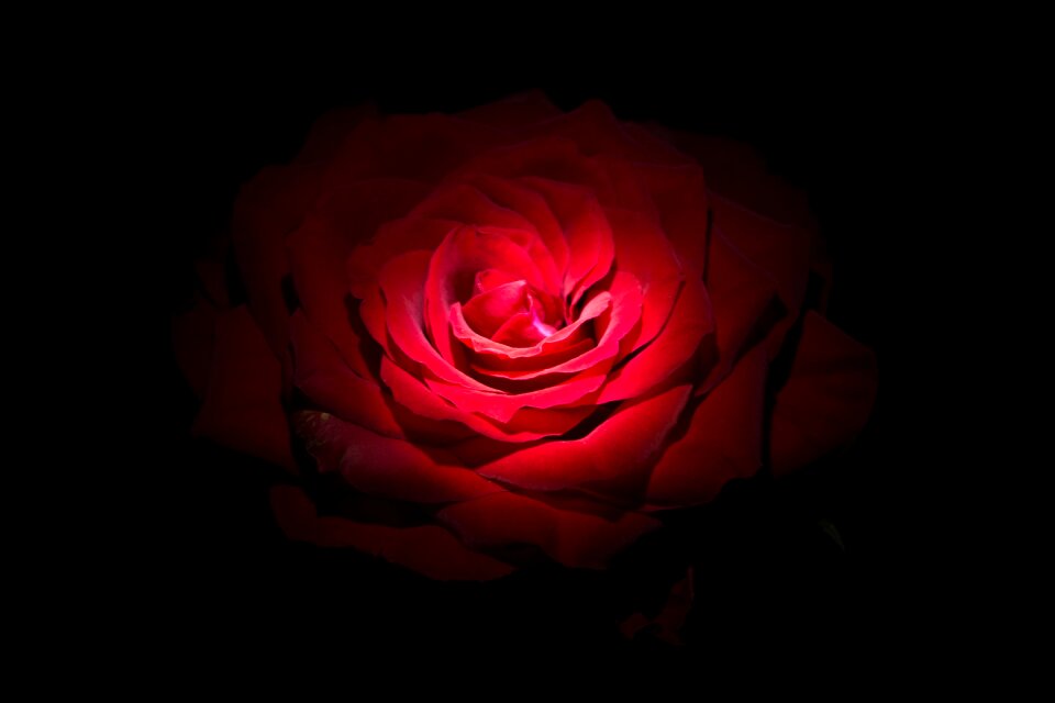 Black brillante love