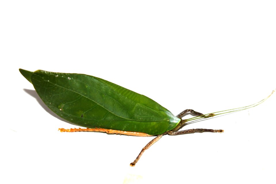 Insect green beetle