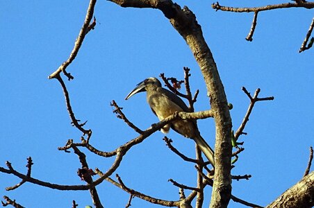 Ocyceros birostris arboreal wildlife