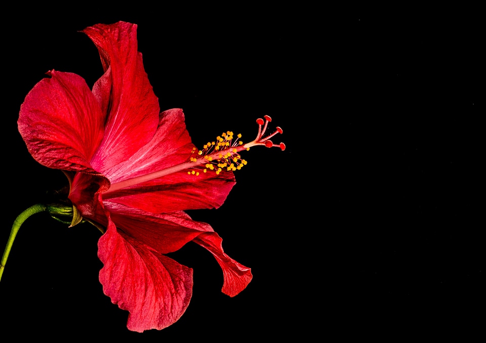 Flower red marshmallow