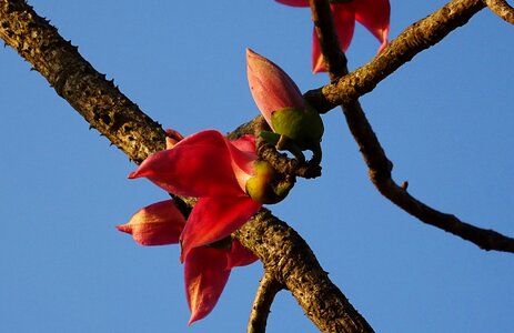 Bombax ceiba cotton tree red silk-cotton photo