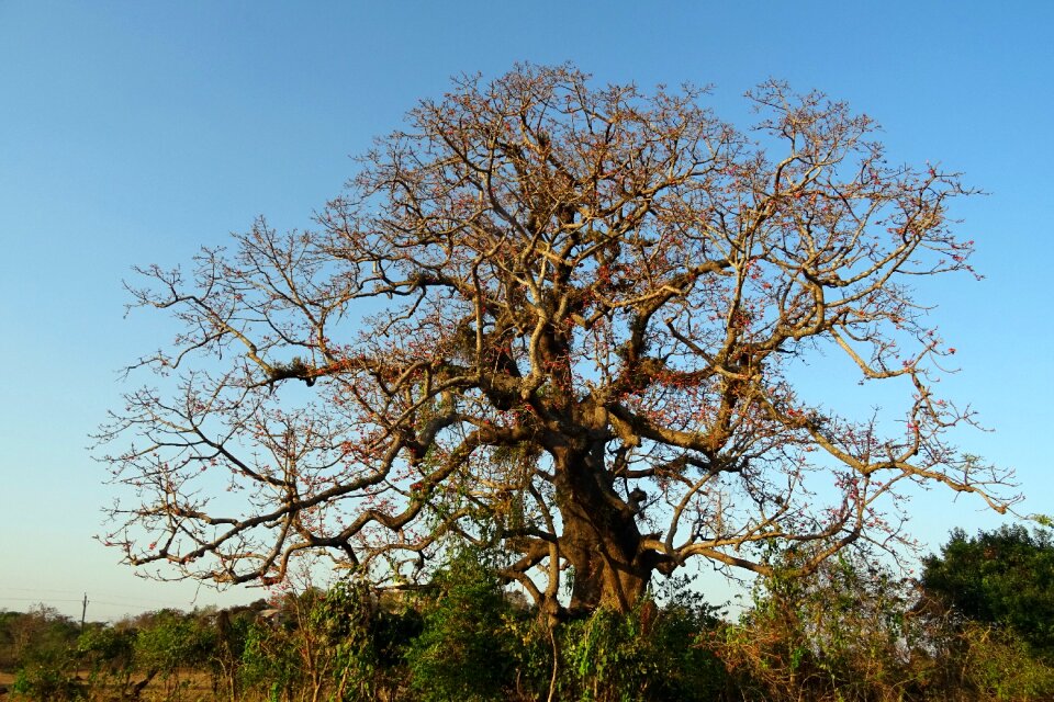 Flower shimul bombax ceiba