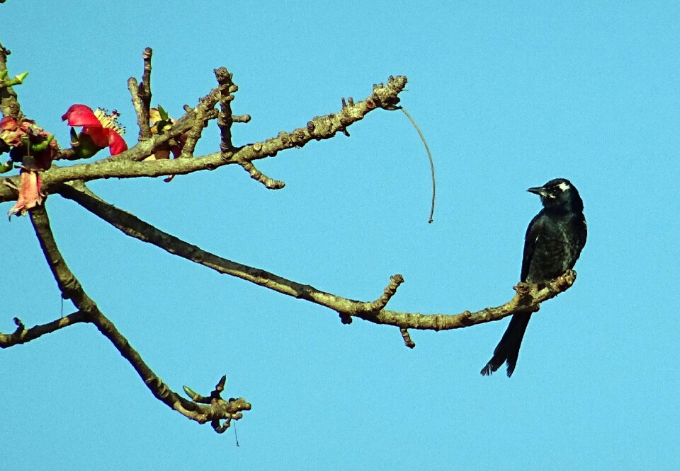 Dicruridae avian king crow