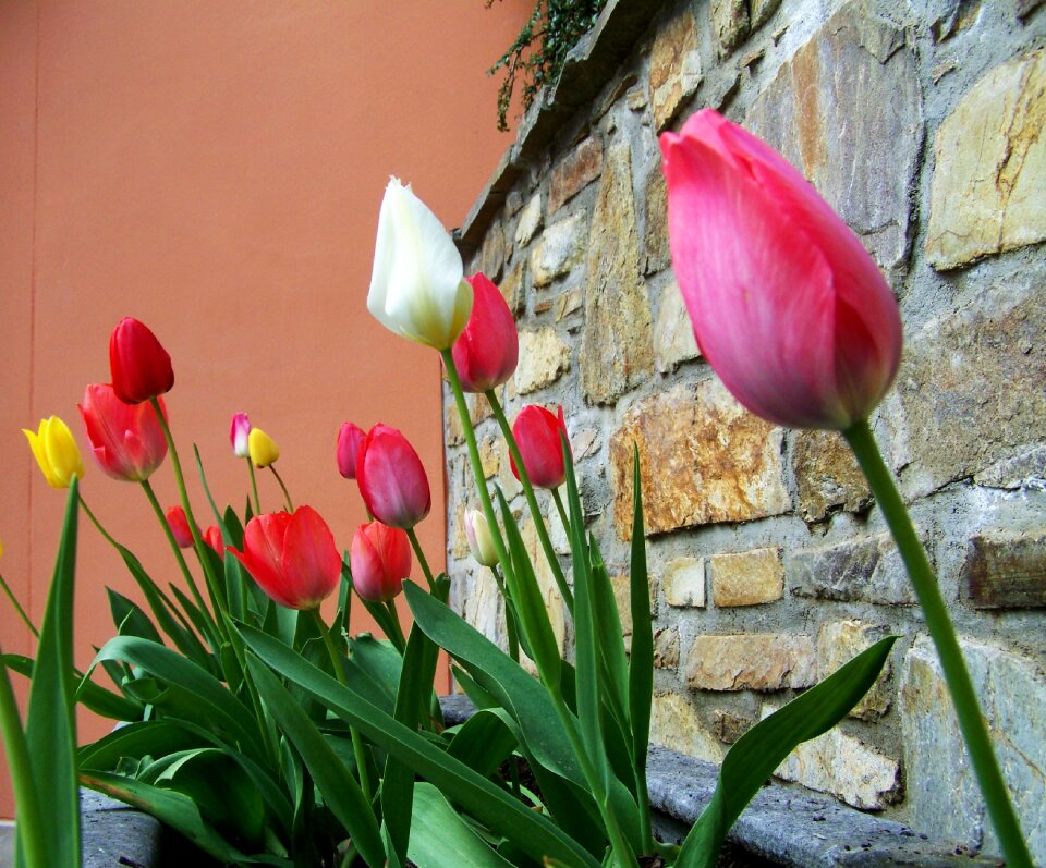 Tulips spring flower onion flower